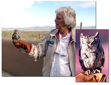 Arizona-screech-owl