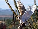 barn-owl-flight