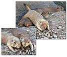 prarie-dogs2