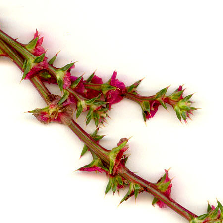 tumbleweed-flowers