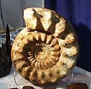 ammonite-shadow