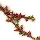 tumbleweed-flowers