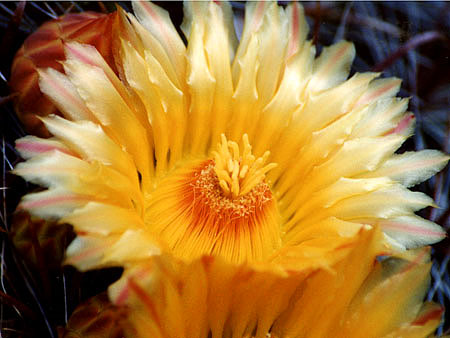 barrel-cactus-flower