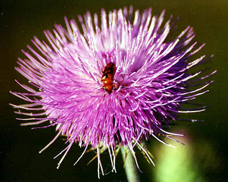 thistle-and-beetle