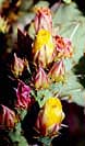 Prickly-pear-rosebuds