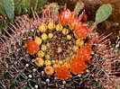 barrel-cactus-spiral