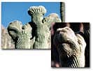 camel-head-saguaro