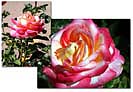 rose-garden-